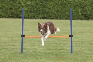 Agility Hopphinder till Hund - 123 x 115 cm produkt bild