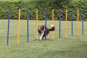 Agility Slalompinnar 12-pack till Hund - 12 st x 115 cm produkt bild