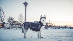 Amundsen Pro-Dog Backpack - XXS produkt bild