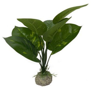 AQUA DELLA Anubias 1 grün 24 cm Produktbild