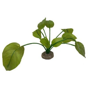 AQUA DELLA Anubias 2 grün 17 cm Produktbild