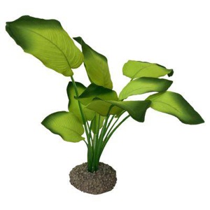 AQUA DELLA Anubias 3 grün 20 cm Produktbild