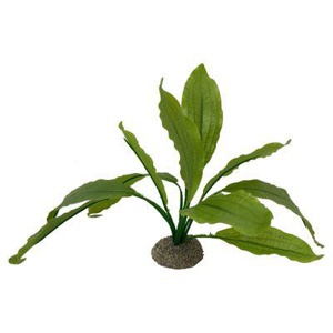 AQUA DELLA Echinodorus 2 grün 24 cm Produktbild