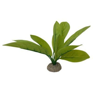 AQUA DELLA Echinodorus 3 grün 24 cm Produktbild