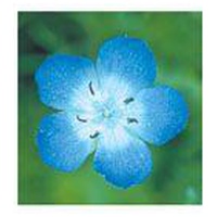 BABY BLUE Eyes FES kalifornische Blütenessenz Tro. Produktbild
