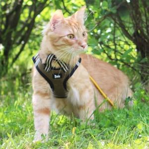 Basic Cat Sporty Kattsele Grön produkt bild
