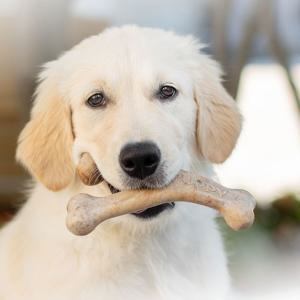 Benebone Puppy Wishbone Bacon produkt bild