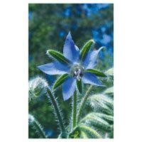 BORAGE FES kalifornische Blütenessenz Tropfen Produktbild