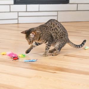 Catstages Cute As A Bug Insekter 6-pack produkt bild