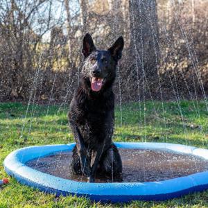 Dog Splash Pool - 150 cm produkt bild