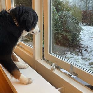 DogSpace Startkit för att Valpsäkra ditt Hem produkt bild