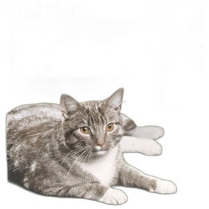 Drontal Cat XL Tape & Roundworm Tablets Pack of 2 product image