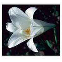 EASTER Lily FES kalifornische Blütenessenz Tropfen Produktbild
