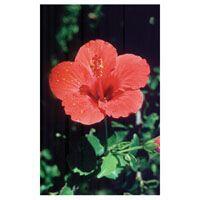 HIBISCUS FES kalifornische Blütenessenz Tropfen Produktbild