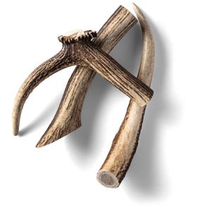 Hjorthorn Rauh Antler L produkt bild