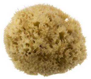 Hydrea London Honeycomb Sea Sponge produkt bild