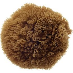 Hydréa London Grass Sea Sponge Caribbean 4,0W produkt bild