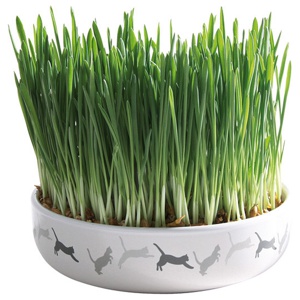 Trixie keramikskål med kattgräs - Ø 15 x 4 cm + 50 g frön till kattgräs produkt bild