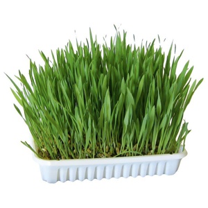 Kerbl Nagergras Produktbild
