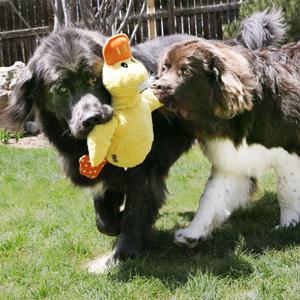 KONG Comfort Jumbo Duck - Stl. XL: L 41 x B 40 x H 10 cm produkt bild