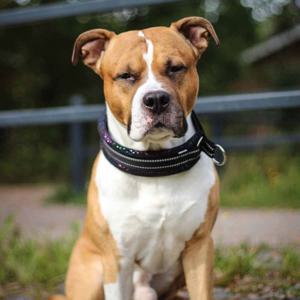 Kusse&Kutta Hundhalsband Brett Svart & Glitter (6) produkt bild