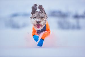 Long Distance Bootie Hundstrumpa för Snö - S produkt bild