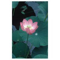 LOTUS FES kalifornische Blütenessenz Tropfen Produktbild