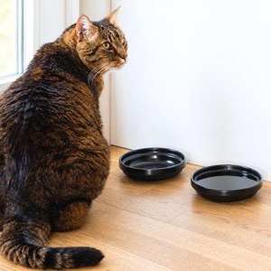 LucyBalu BOWL Porzellan Katzennapf schwarz Produktbild