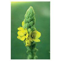 MULLEIN FES kalifornische Blütenessenz Tropfen Produktbild
