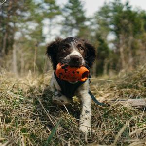 Non-stop dogwear Throw Toy Hundleksak - Orange/Svart produkt bild
