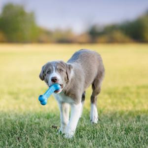 Puppy KONG Goodie Bone - Small produkt bild