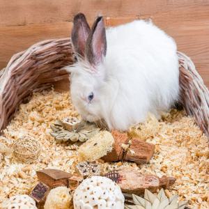 Quapas! Nibble Smådjursleksaker Stjärnor produkt bild