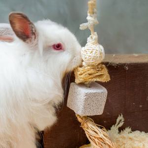 Quapas! Hängande Gnagarleksak 1 produkt bild
