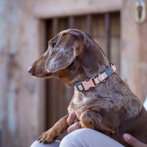 Rogz Urban Hundhalsband Guld produkt bild