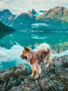 Strong Hundkoppel Svart 100cm produkt bild