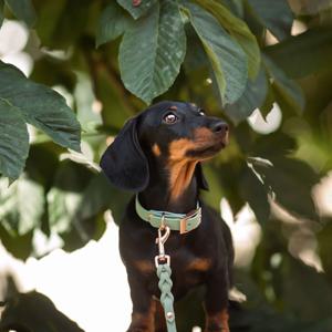 Tyylivoitto Classy Hundhalsband Ljusgrön produkt bild