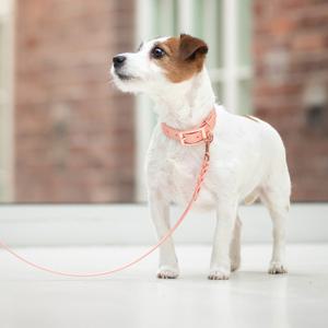 Tyylivoitto Hundkoppel Flätat Persika 200 cm (9mm x 200cm) produkt bild