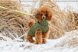 Wooly Stickad Hundtröja - XXS / Grön produkt bild